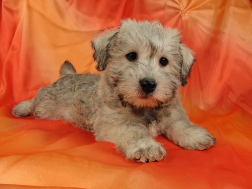 Female Schnoodle puppies for sale #20 Born November 25, 2011